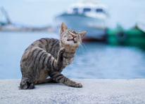 Kasaoka again. [Kasaoka City Tourism Association] — New_build, Kibichuo, Okayama