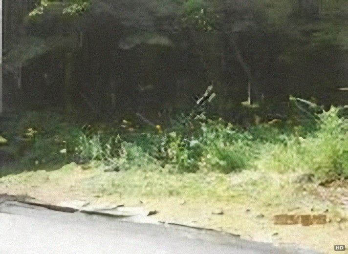 Land Auction in Ito City, Shizuoka - 12,357 sqm Forest Plot - Main Image