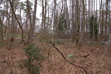 Nearly Flat Land for Sale in Shinano Town, Nagano – 946 sqm - Thumbnail 3