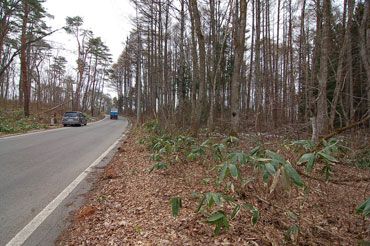 Nearly Flat Land for Sale in Shinano Town, Nagano – 946 sqm - Thumbnail 2
