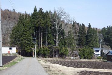 896 Tsubo Forest Land for Sale Near Kurohime Ski Resort, Nagano - Thumbnail 2