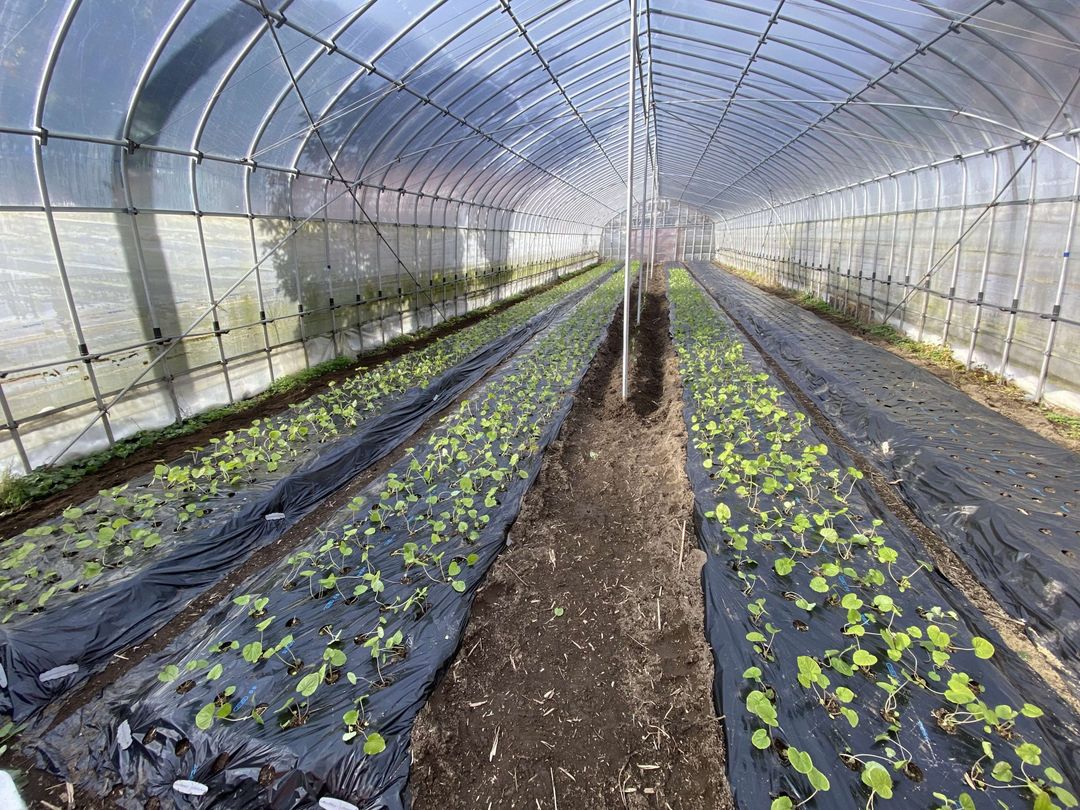 Wasabi Cultivation Experience Program in Masuda, Shimane - Main Image