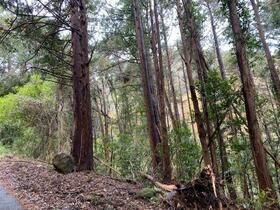 Land for sale in Kawazu, Shizuoka - 811m² near station - Thumbnail 2