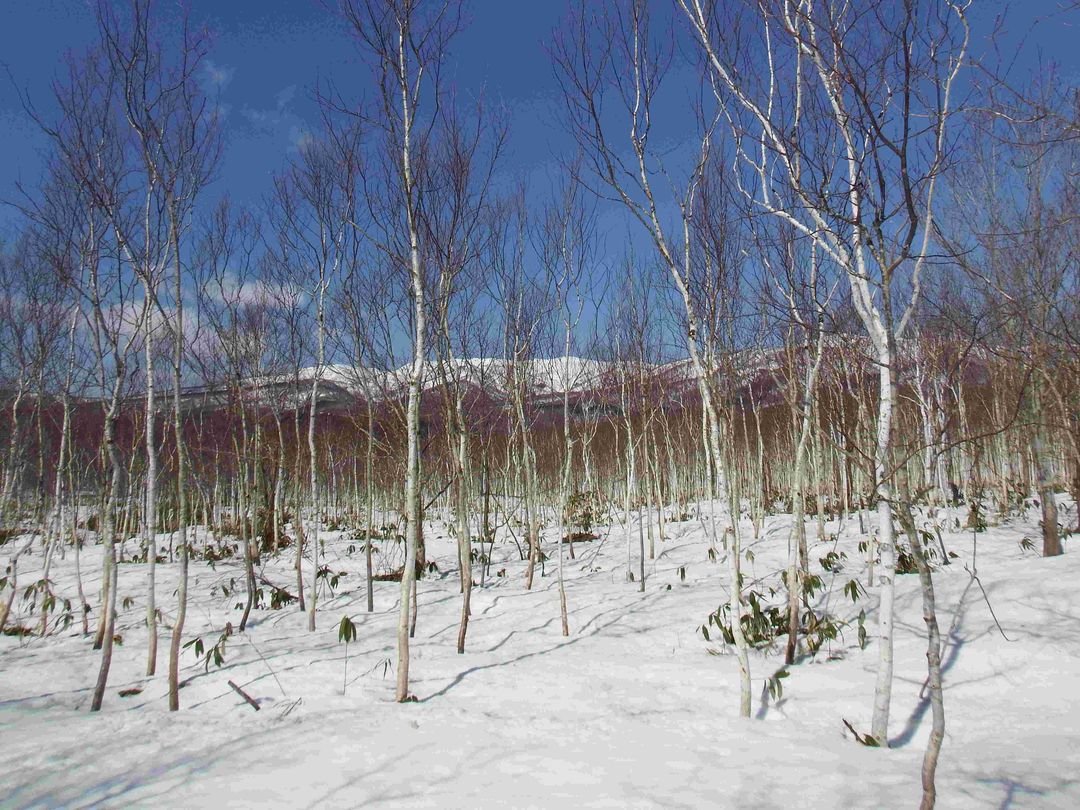 14,503 Tsubo Forest Land for Sale in Rankoshi, Niseko Area, Hokkaido - Thumbnail 4