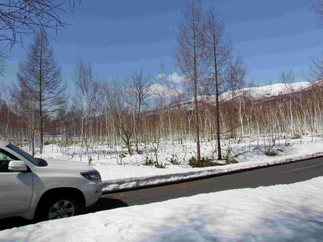 14,503 Tsubo Forest Land for Sale in Rankoshi, Niseko Area, Hokkaido - Thumbnail 3