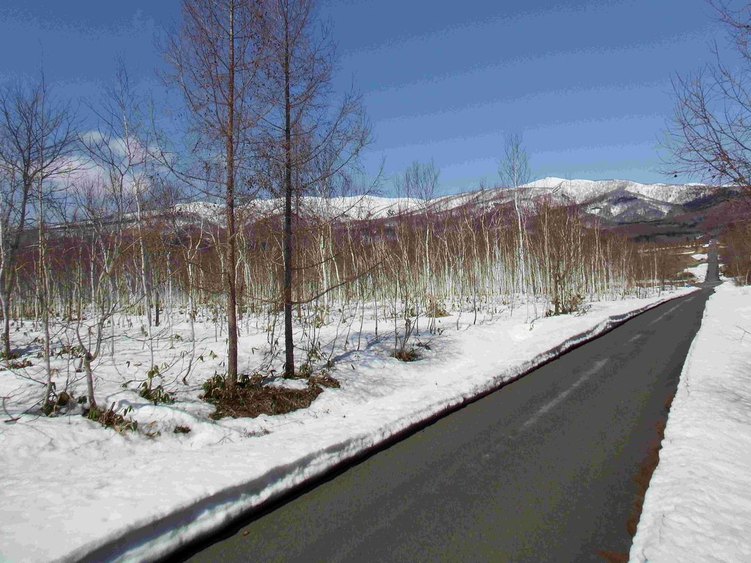 14,503 Tsubo Forest Land for Sale in Rankoshi, Niseko Area, Hokkaido - Thumbnail 2