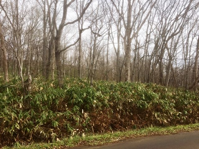 FORESTLAND Soga 2594 Land for Sale in Niseko, Hokkaido - Thumbnail 3