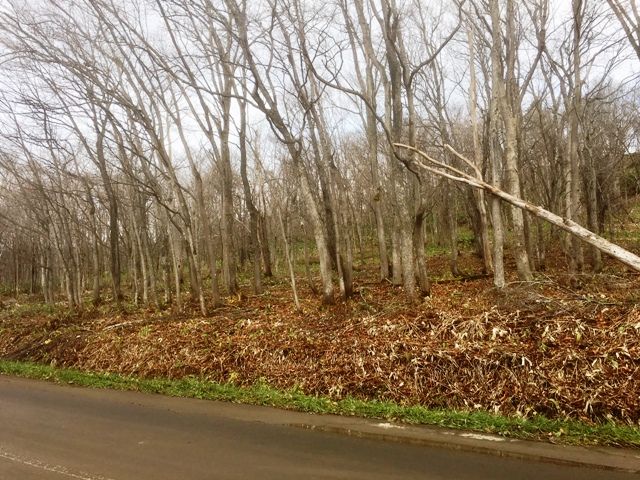 FORESTLAND Soga 2594 Land for Sale in Niseko, Hokkaido - Thumbnail 2