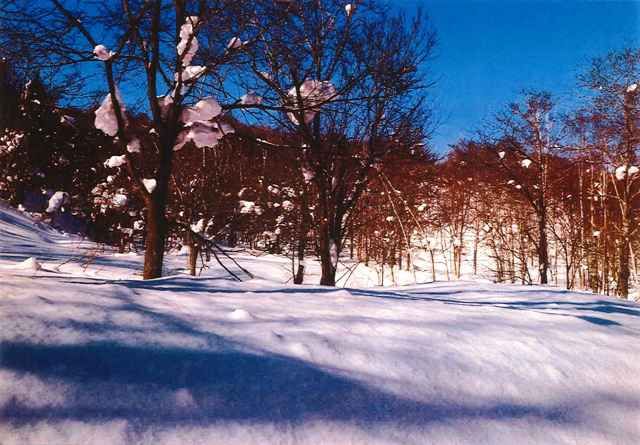 FOREST Makkari 2500 Land for Sale in Hokkaido - 8267 sqm - Thumbnail 2