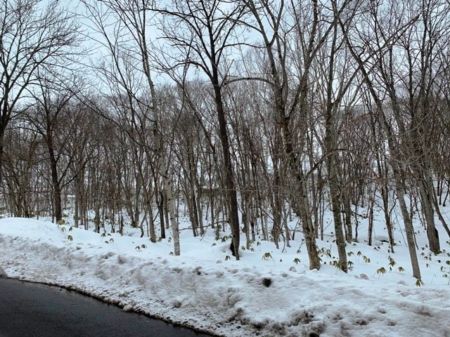 FOREST Yurari Land for Sale in Rankoshi, Hokkaido - 11,180 sqm - Thumbnail 3
