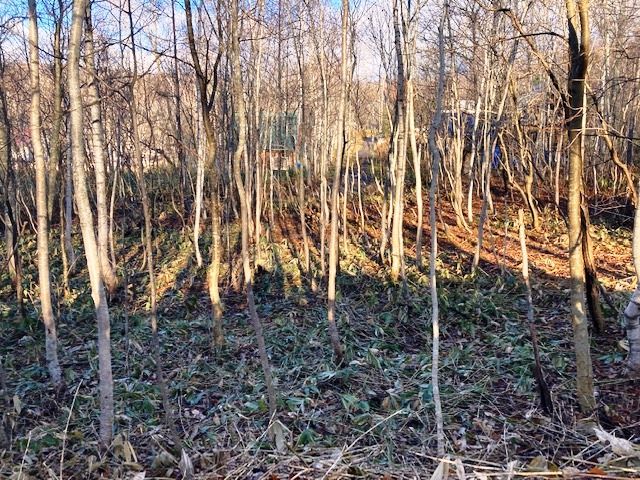 998 sqm Land for Sale in Niseko, Hokkaido - Well Required - Thumbnail 3