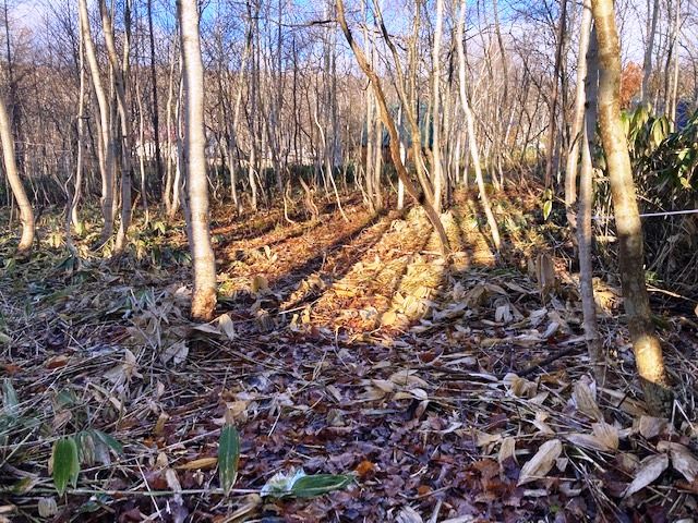 998 sqm Land for Sale in Niseko, Hokkaido - Well Required - Thumbnail 2