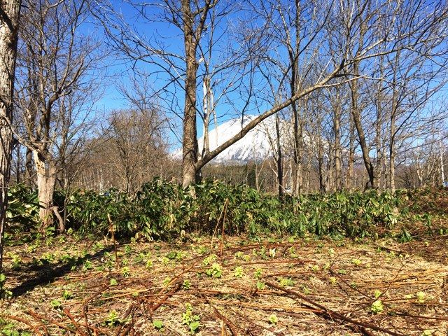 Land for Sale in Niseko with Mount Yotei Views - 1,564 sqm - Thumbnail 2