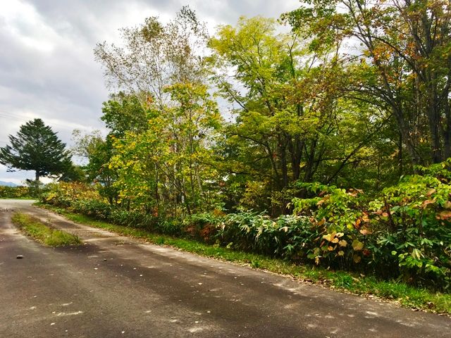 Land for Sale in Rankoshi, Hokkaido - 566 sqm Forest Plot - Thumbnail 2