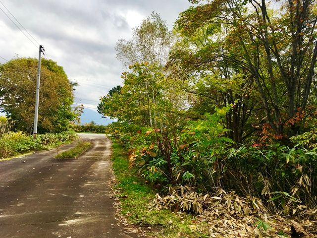 Land for Sale in Rankoshi, Hokkaido - 566 sqm Forest Plot - Thumbnail 3