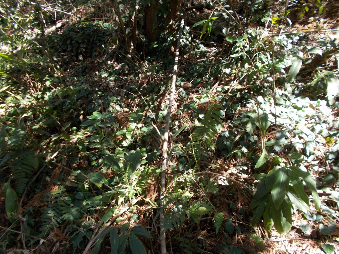 Land for Sale in Isahaya, Nagasaki - 5,191 sqm - Thumbnail 2