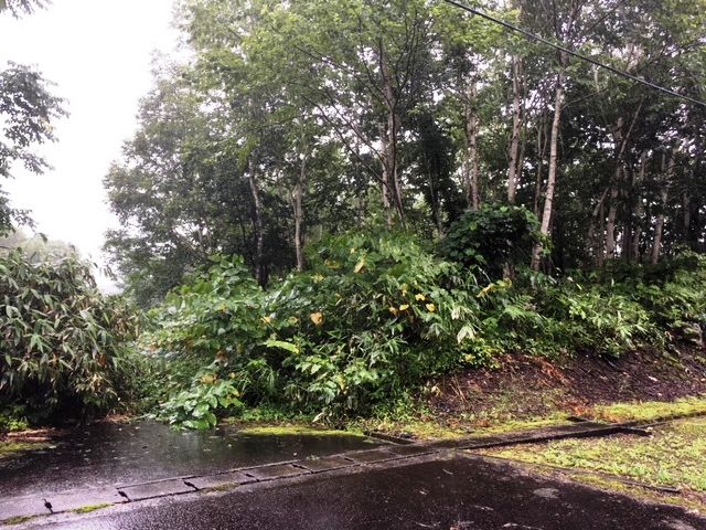1,682 sqm Land for Sale in Niseko's Doctors Village, Hokkaido - Thumbnail 3