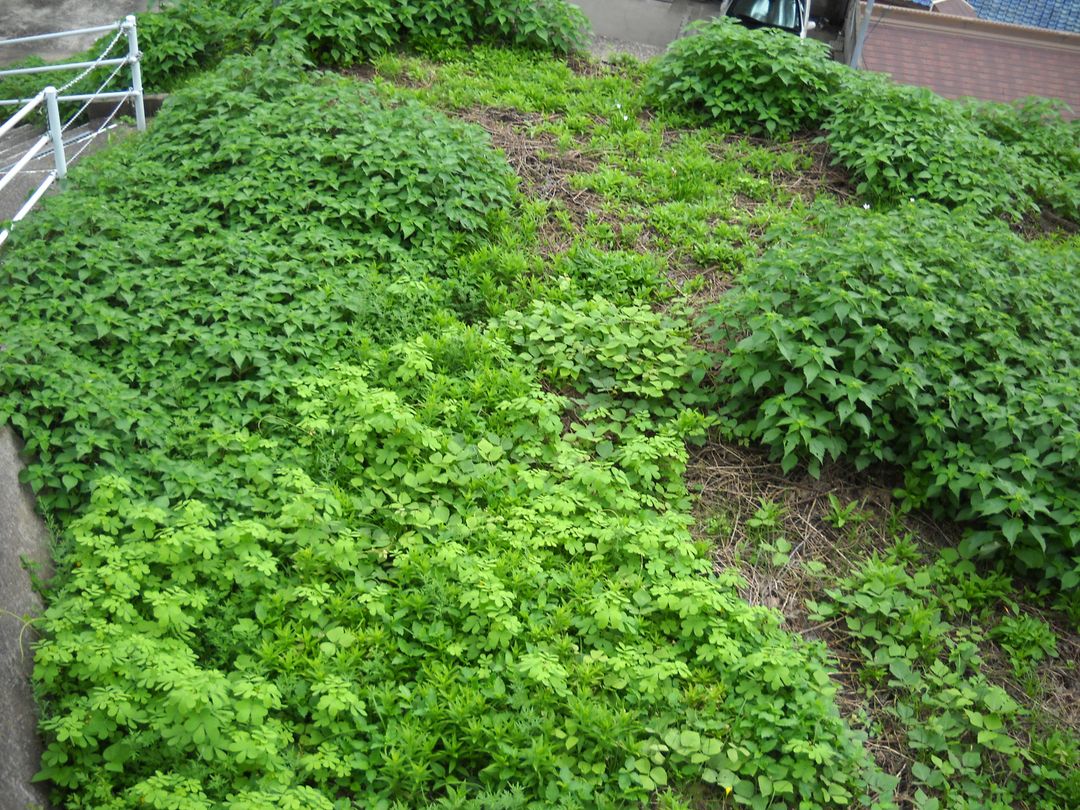 Vacant Land for Sale in Nagasaki City, Nagasaki Prefecture - Thumbnail 3
