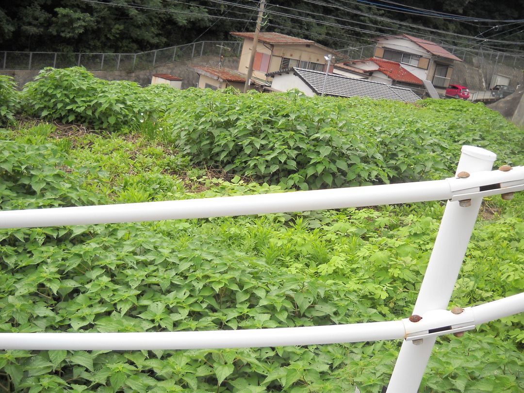 Vacant Land for Sale in Nagasaki City, Nagasaki Prefecture - Thumbnail 4