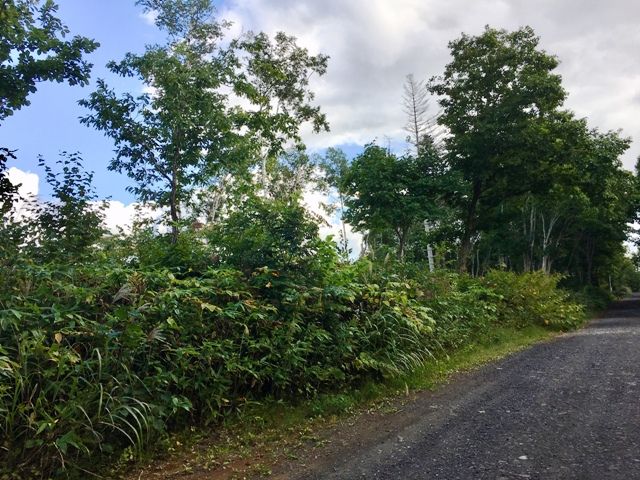 Land for Sale in Niseko with Mount Yotei View - 10,578 sqm - Thumbnail 4