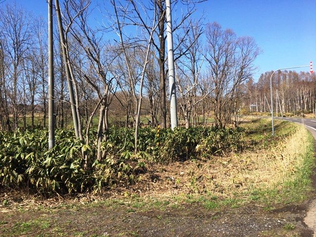 Land for Sale in Niseko Arishima with Mount Yotei Views - Thumbnail 3