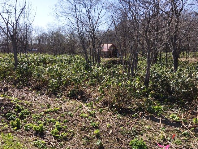 Land for Sale in Niseko Arishima with Mount Yotei Views - Thumbnail 4