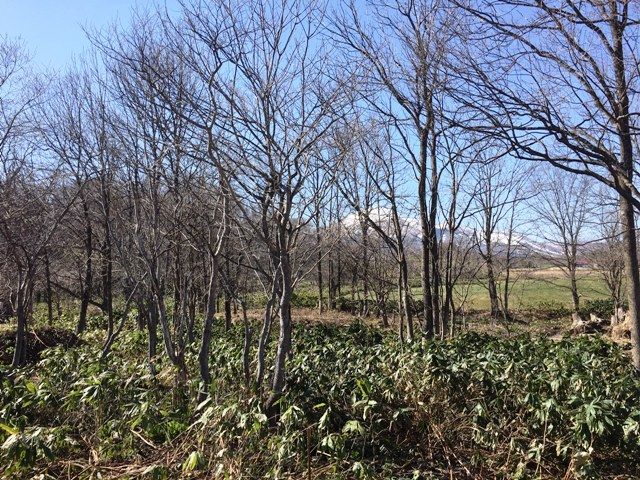 Land for Sale in Niseko Arishima with Mount Yotei Views - Thumbnail 2