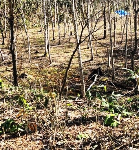 CountryLand Eisa 6318 - 6,318 Tsubo Land for Sale in Rankoshi, Hokkaido - Thumbnail 3