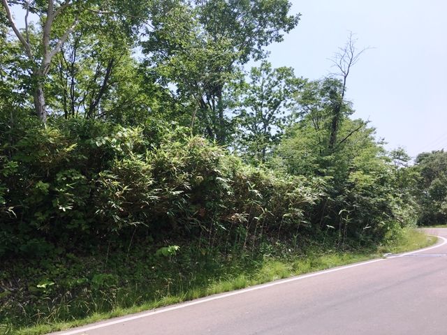 Land for Sale in Niseko's Hot Spring District, Rankoshi, Hokkaido - Thumbnail 2