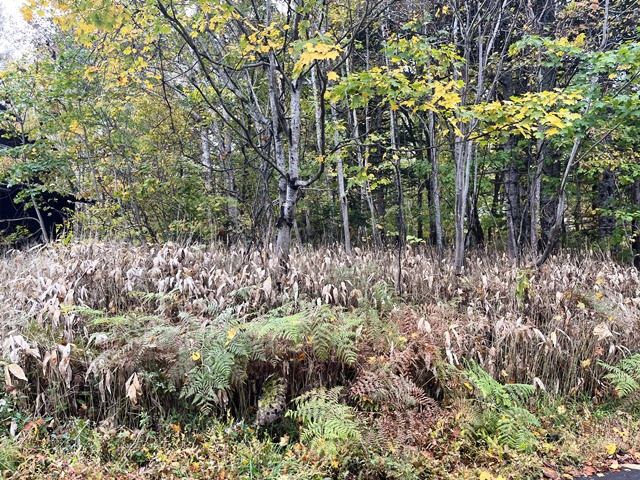 Land for Sale in Rankoshi, Hokkaido - HighGrade Villa Yuri 117 - Thumbnail 4