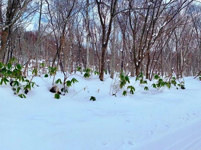 HighGrade Villa Yuri 226 Land for Sale in Niseko's Rankoshi - Thumbnail 2