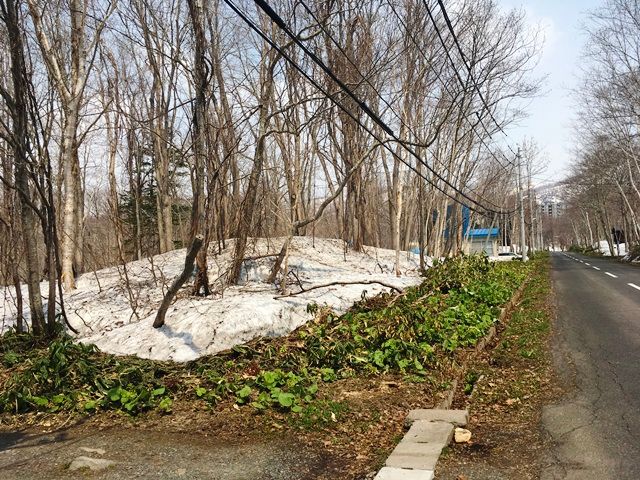 Premium Land for Sale in Niseko, Hokkaido - 660 sqm Plot - Thumbnail 3