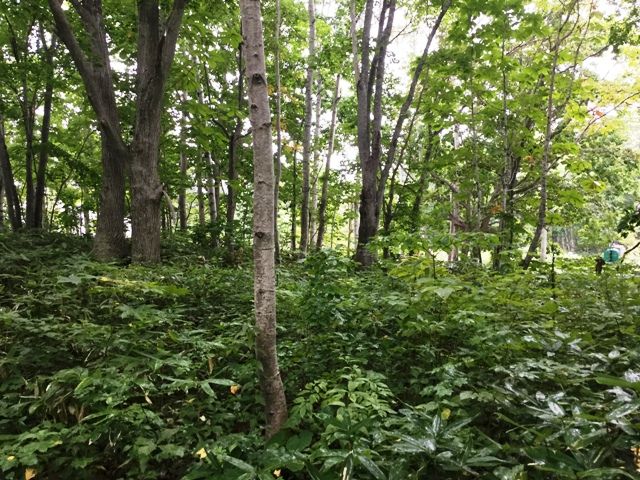 Land for Sale in Rankoshi, Niseko - HIGHGRADE VILLA Yuri 202 - Thumbnail 2