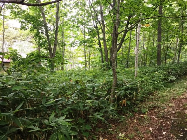 Land for Sale in Rankoshi, Niseko - HIGHGRADE VILLA Yuri 202 - Thumbnail 3