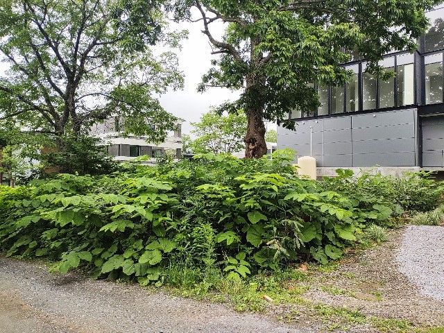 Land for Sale in Niseko's Hirafu Pension Village | 238 sqm Plot - Thumbnail 2