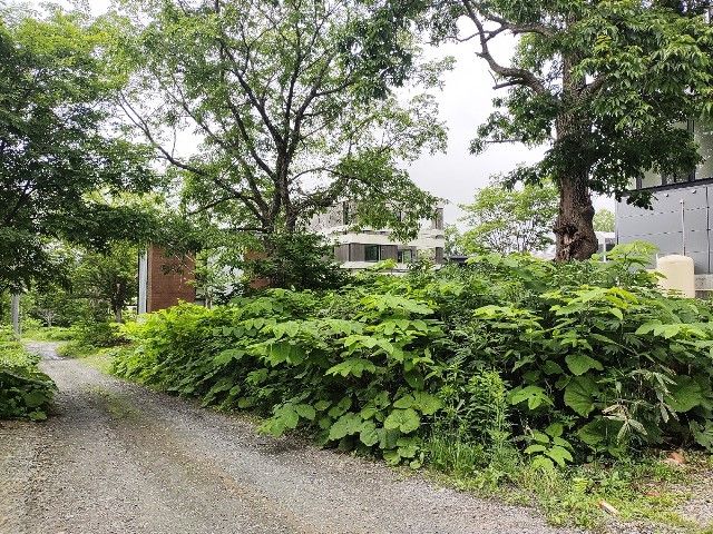 Land for Sale in Niseko's Hirafu Pension Village | 238 sqm Plot - Thumbnail 3