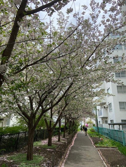 2LDK Apartment for Sale in Sapporo Chuo Ward Near Maruyama Park - Thumbnail 4