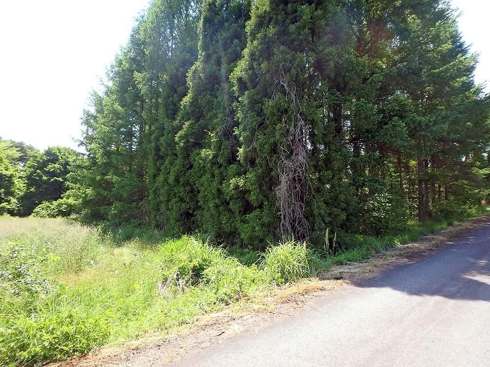 Forest Land for Sale in Maniwa, Okayama - 2,389 sqm - Thumbnail 4