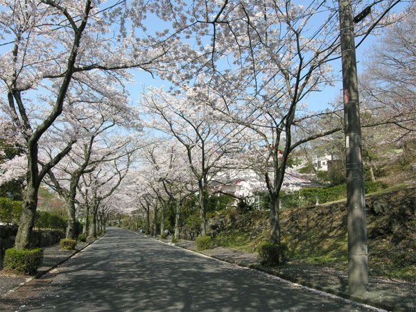 Land for Sale in Itopia Izu Ippeki Resort, Ito, Shizuoka - 554 sqm - Thumbnail 4