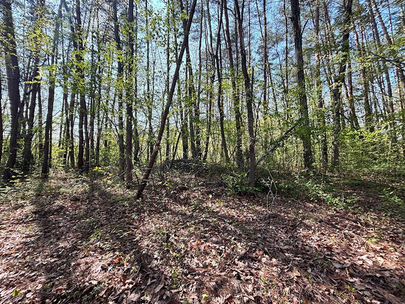 Expansive 7,194m² Land for Sale in Miyota, Nagano - Thumbnail 4