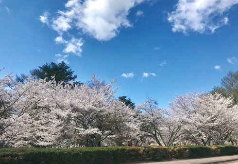 Expansive 7,194m² Land for Sale in Miyota, Nagano - Thumbnail 2