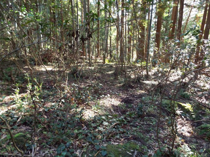 558 sqm Mountain Woodland Land in Tsuki, Tenryu-ku, Hamamatsu - Thumbnail 4