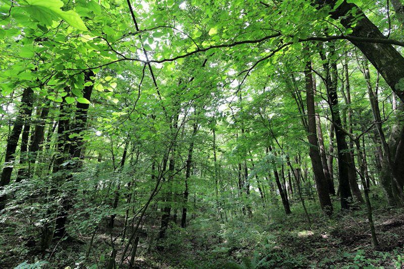 Land for Sale in Kyu-Karuizawa, Nagano - 2,082 m² - Thumbnail 4