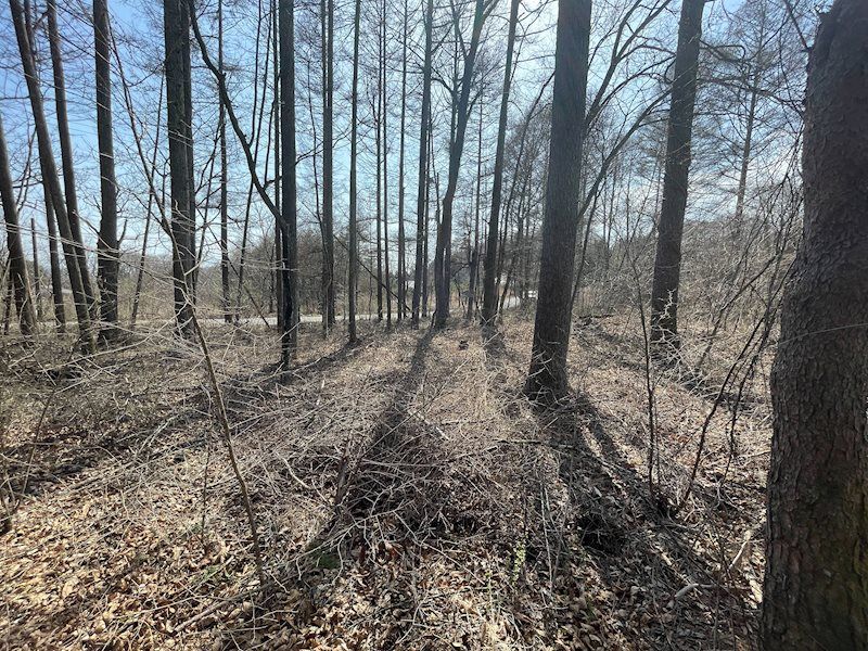 Flat Land Parcel for Sale in West Karuizawa Oiwake 2411m² - Thumbnail 4
