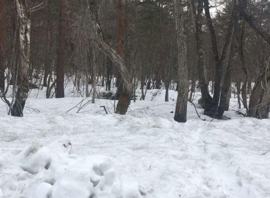 Modern Forest Home with Curved Design for Sale in Hakuba - Thumbnail 3