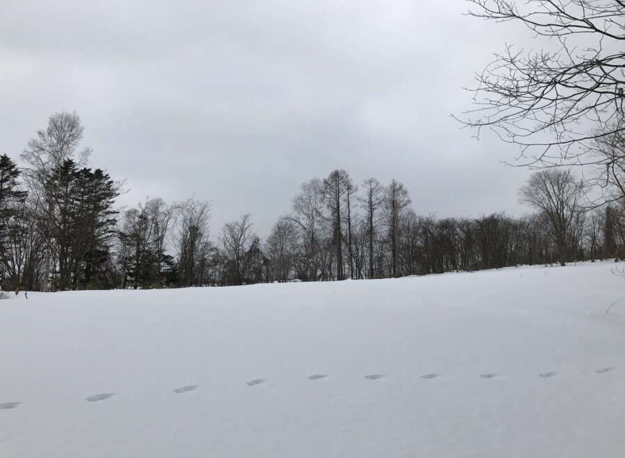 Large 6,568 sqm Residential Land for Sale in Niseko, Hokkaido - Thumbnail 3