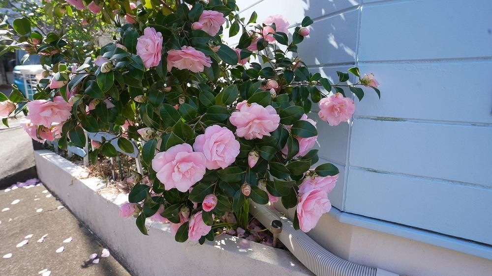 3LDK House for Sale in Hayama, Kanagawa - 89.28m2 - Thumbnail 2