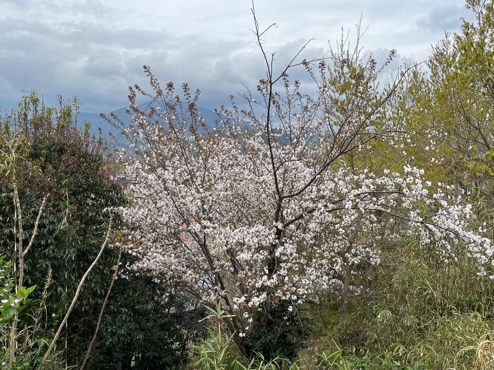 1,813m² Land for Sale in Isehara with Mount Oyama Views - Thumbnail 4