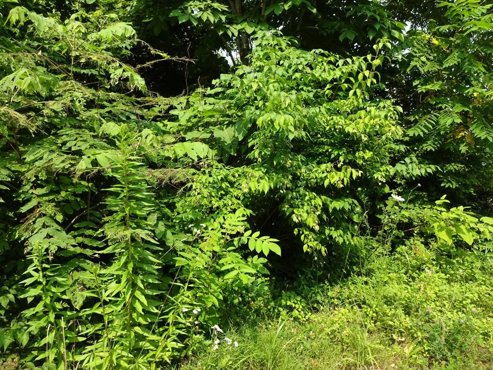 Land for Sale in Niyama, Nanae, Hokkaido - 396.7m2 - Thumbnail 2