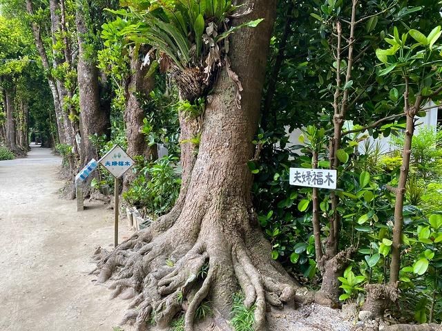 Land for Sale in Bise, Motobu Town, Okinawa - 705.83 sqm - Thumbnail 2